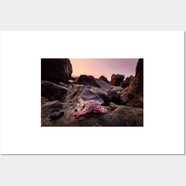 Red Starfish on Rocks Wall Art by blossomcophoto